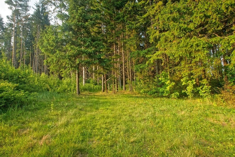 голоса птиц