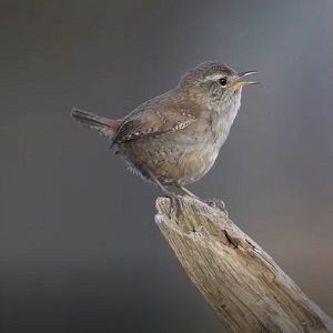 Музыкальные открытки и поздравления