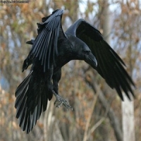 Рок-острова. Чёрный ворон