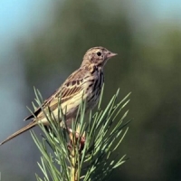 Пение птиц - лесной конек